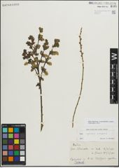 Foto von Salix myrsinifolia Salisb. x Salix repens L.